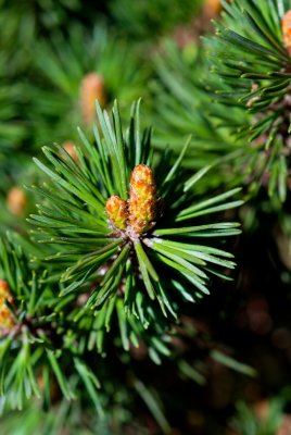 Pinus rotundata 'Xenie' - borovice zaoblená - čarověník - jehlice